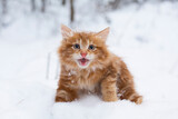 Portrait, red-haired, ginger kitten in the snow, on the background of the winter forest. On the street, in the snow. Meowing 
