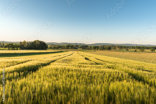 Getreidefeld im Morgenlicht, Singen, Landkreis Konstanz, Bodenseeregion, Baden-Württemberg, Deutschland