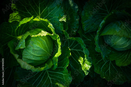 Canvas cabbage in the garden. Top view of green cabbages plants.