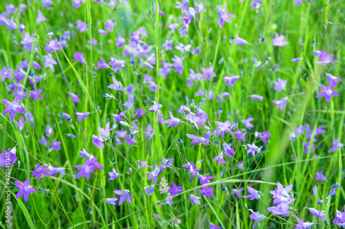 Blue flax flowers and green grass in the field