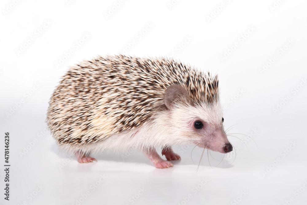 Obraz premium A beautiful cute hedgehog of African breed prickly with spikes on a white background in the studio