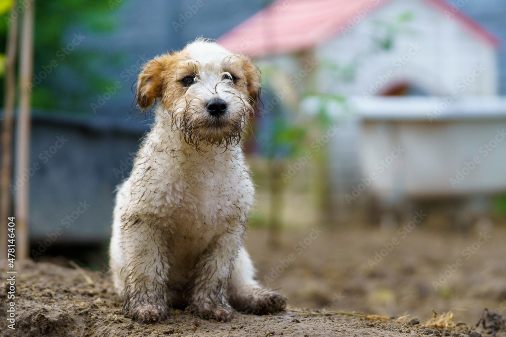 Little funny and cheerful dog dirty from the mud Little funny and cheerful dog dirty from the mud