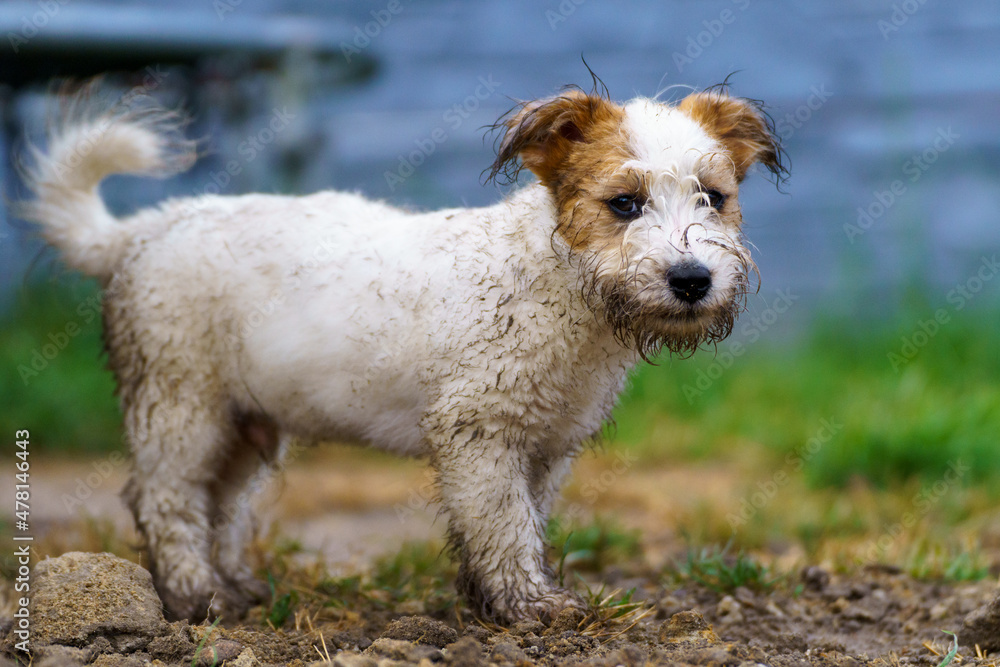 Little funny and cheerful dog dirty from the mud Little funny and cheerful dog dirty from the mud