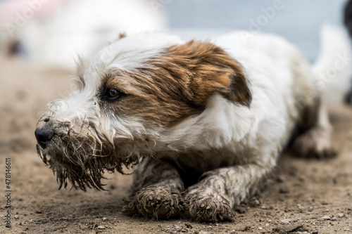 Little funny and cheerful dog dirty from the mud