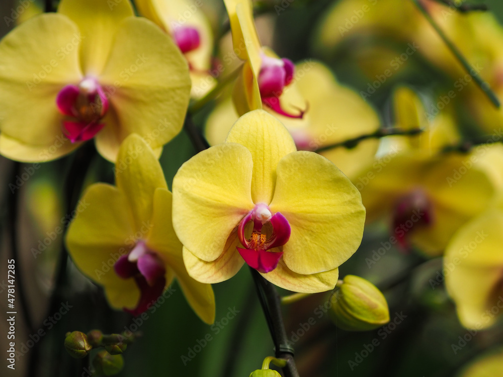 Obraz premium red and yellow orchid