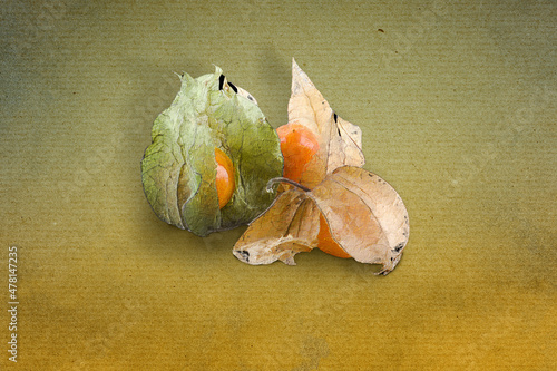 Physalis, Hintergrund Aquarellfarbe