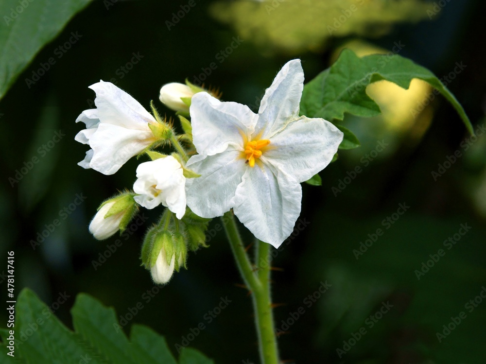 white flowers of Solanum sisymbriifolium in the garden white flowers of Solanum sisymbriifolium in the garden