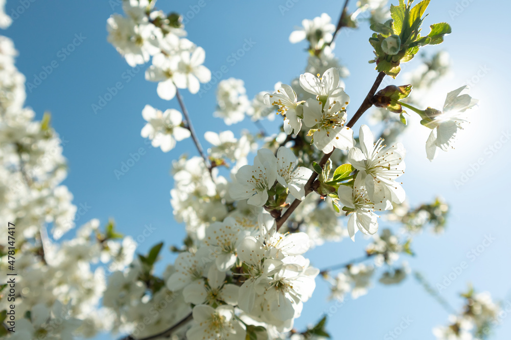 Cherry blossom in spring for background or copy space. Cherry blossoms on a spring day. Selective focus.