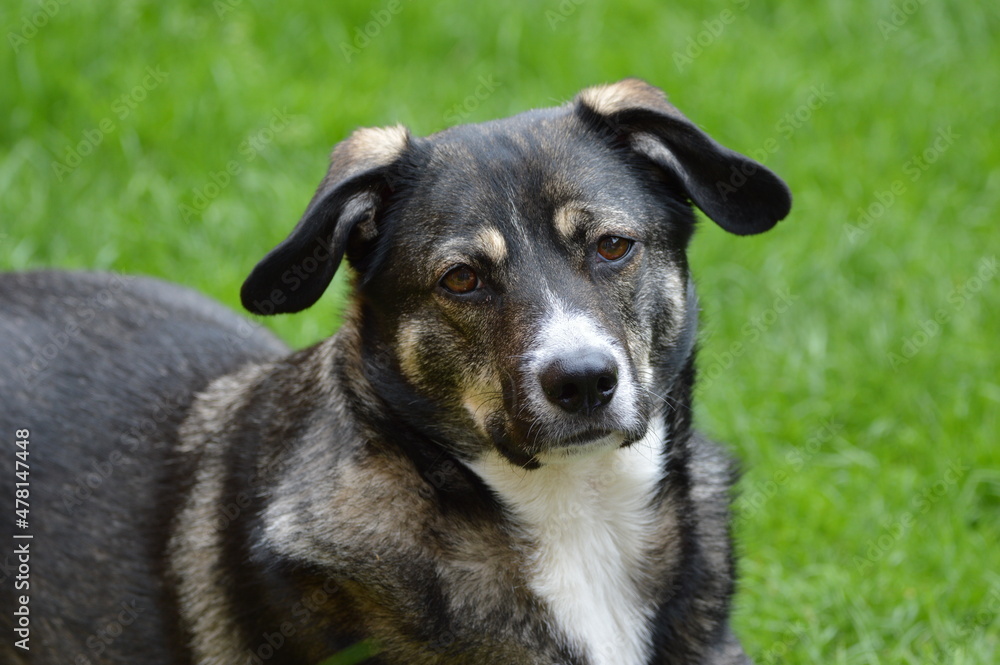 dog in garden