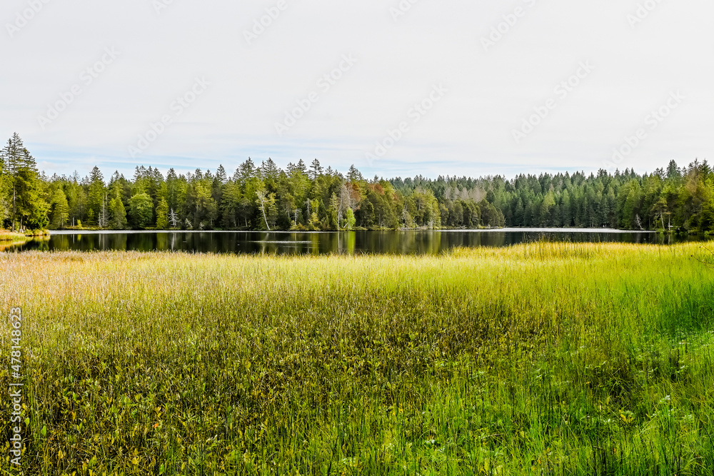 Obraz premium étang de la gruère, la gruère, See, Moorsee, Moor, Weiher, Hochmoor, Wanderweg, Spazierweg, Wald, Waldweg, Wasserpflanzen, Torfmoos, Jura, Naturschutz, Sommer, Herbst, Herbstfarben, Schweiz