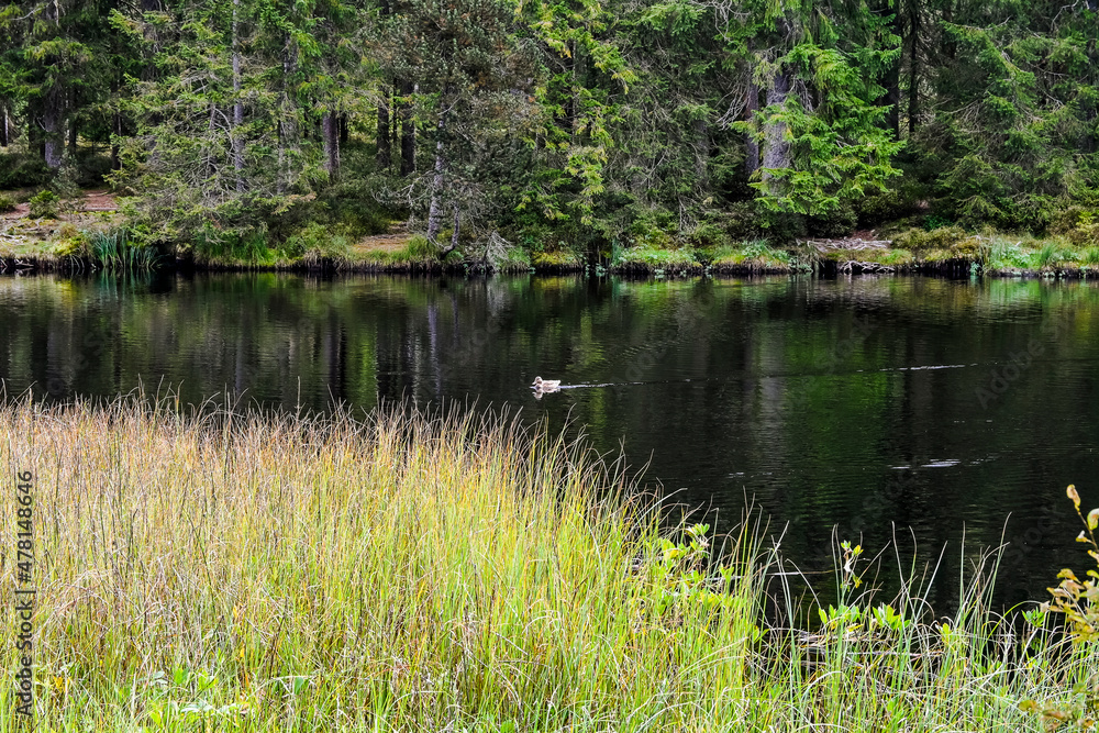 étang de la gruère, la gruère, See, Moorsee, Moor, Weiher, Hochmoor, Wanderweg, Spazierweg, Wald, Waldweg, Wasserpflanzen, Torfmoos, Jura, Naturschutz, Sommer, Herbst, Herbstfarben, Schweiz étang de la gruère, la gruère, See, Moorsee, Moor, Weiher, Hochmoor, Wanderweg, Spazierweg, Wald, Waldweg, Wasserpflanzen, Torfmoos, Jura, Naturschutz, Sommer, Herbst, Herbstfarben, Schweiz