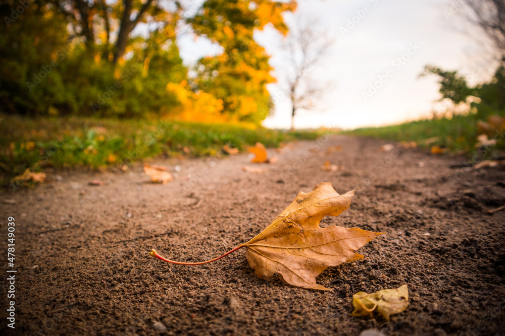 Beautiful, fallen autumn leaves on yhe ground. Fall scenery of Northern Europe.