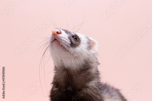 The cute funny ferret portrait banner copy space