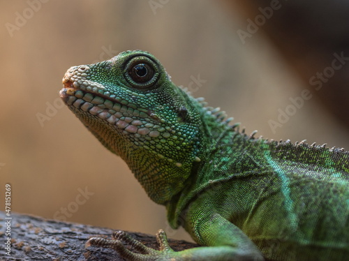 green iguana on a branch