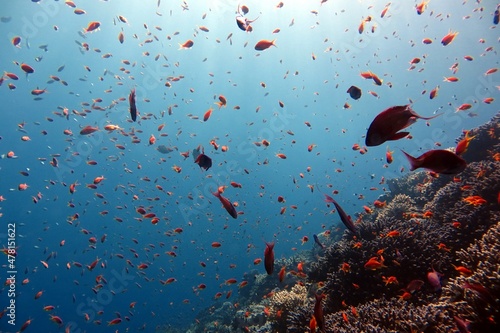 red sea coral reef and fish
