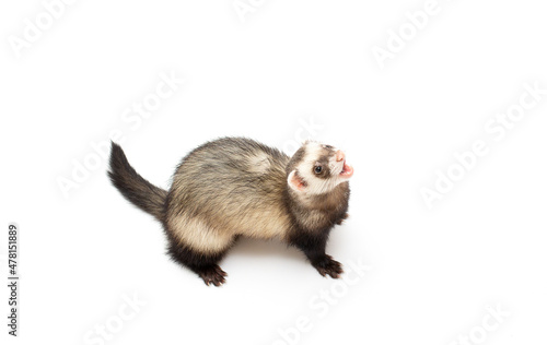 Ferret pet on a white background  isolated.