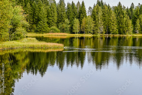 étang de la gruère, la gruère, See, Moorsee, Moor, Weiher, Hochmoor, Wanderweg, Spazierweg, Wald, Waldweg, Wasserpflanzen, Torfmoos, Jura, Naturschutz, Sommer, Herbst, Herbstfarben, Schweiz