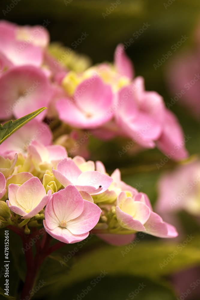 Garten-Hortensie Garten-Hortensie