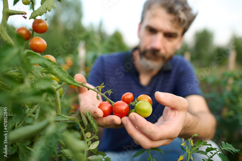A man reaches for tomatoes to check the degree of ripeness. Tomatoes in focus