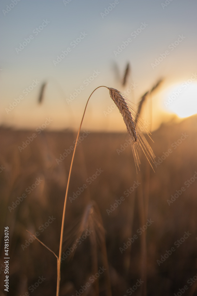 Obraz premium grain during sunset in the field