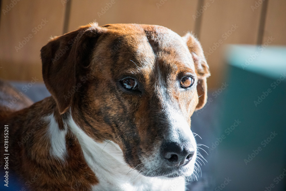Brindle Colored Rescue Dog, Mixed Breed