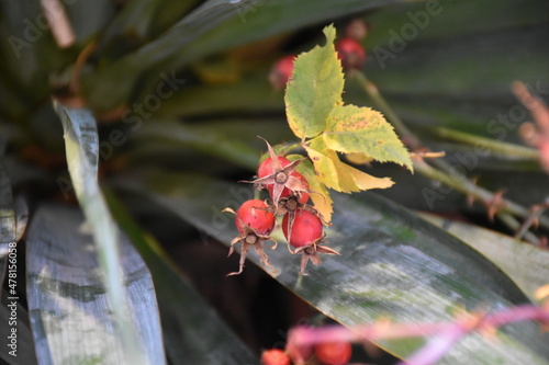 rose berry on a leaf