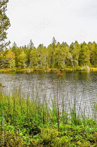 étang de la gruère, la gruère, See, Moorsee, Moor, Weiher, Hochmoor, Wanderweg, Spazierweg, Wald, Waldweg, Wasserpflanzen, Torfmoos, Jura, Naturschutz, Sommer, Herbst, Herbstfarben, Schweiz