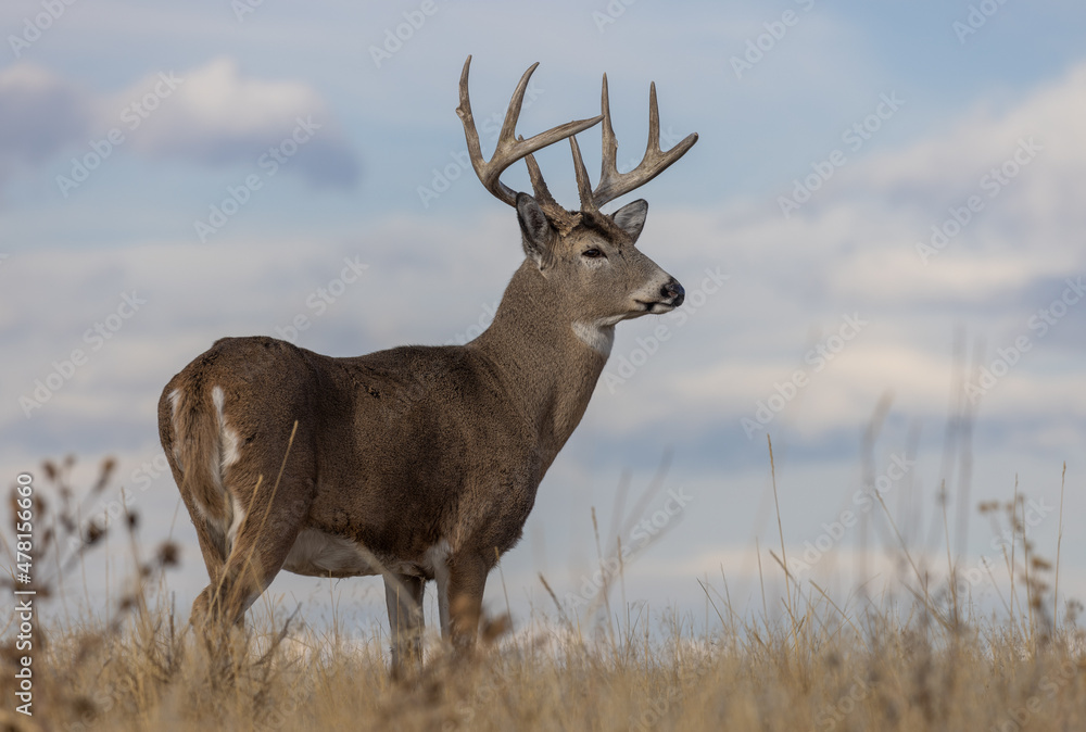 Buck Whitetail Deer in Autumn in Colorado Buck Whitetail Deer in Autumn in Colorado
