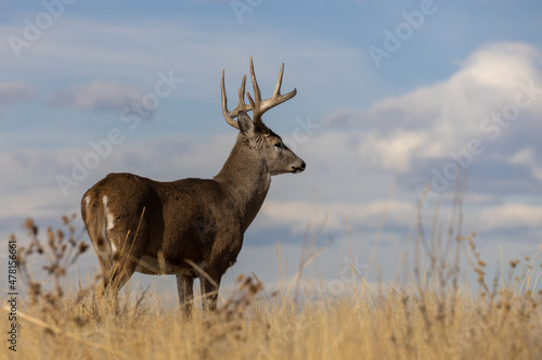 Buck Whitetail Deer in Autumn in Colorado © natureguy