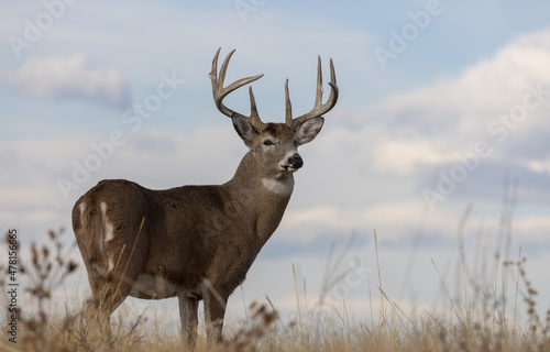 Fotografiet Buck Whitetail Deer in Autumn in Colorado
