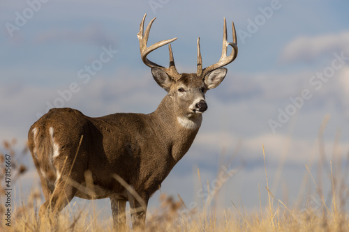 Print op canvas Buck Whitetail Deer in Autumn in Colorado