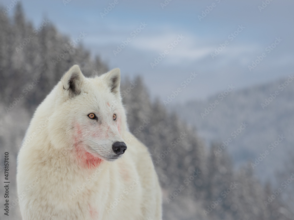 Obraz premium Polar white wolf after prey on the background of the forest