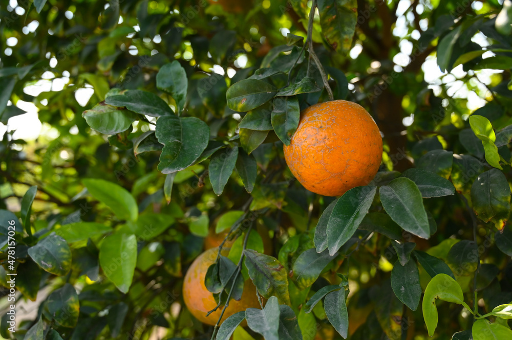 Close up of the Orange Fruit Hanging On the Branch