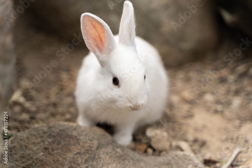 Cute white rabbit on ground. A wildlife rabbit resting time.