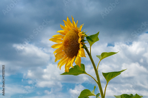 Fototapeta Naklejka Na Ścianę i Meble -  Beautiful field of yellow sunflowers on a background of blue sky with clouds