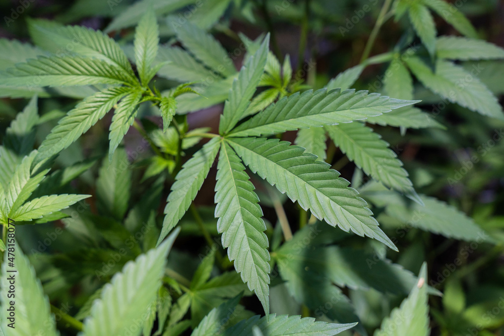 Close up of a marijuana leave.