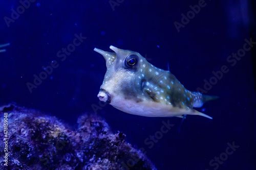 macro Lactoria cornuta Linnaeus fish photo