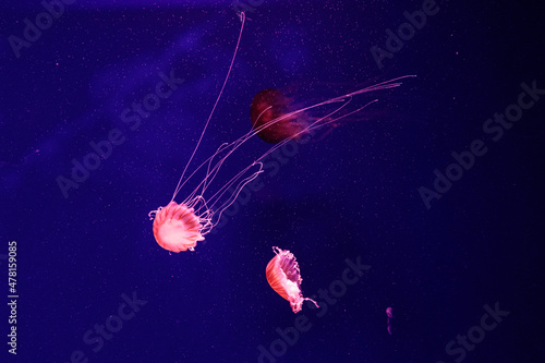 macro of a beautiful jellyfish chrysaora quinquecirrha