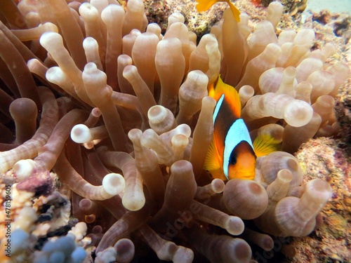 red sea clown fish anemone