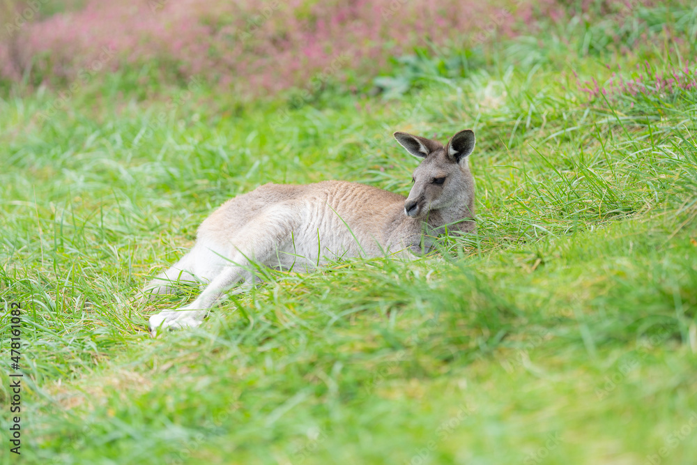 カンガルー