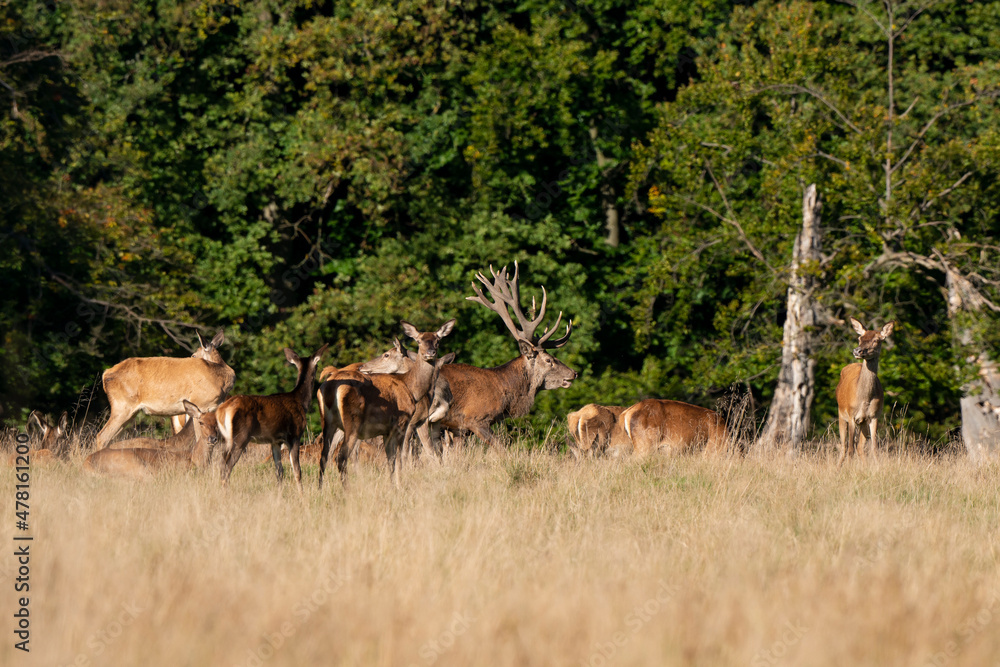 Cerf élaphe, biche, cerf, brame, cervus elaphus Cerf élaphe, biche, cerf, brame, cervus elaphus