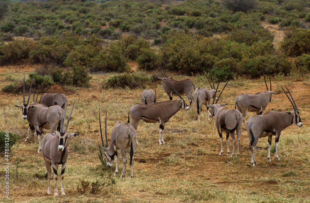 Oryx beïsa, Oryx beisa, Parc national de Samburu, Kenya Oryx beïsa, Oryx beisa, Parc national de Samburu, Kenya