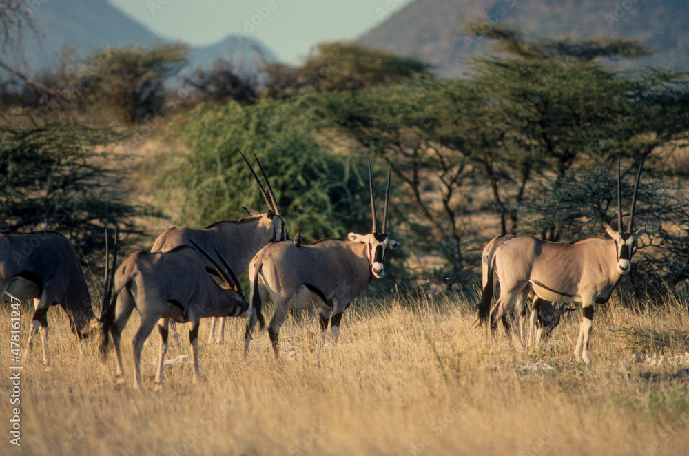 Oryx beïsa, Oryx beisa, Parc national de Samburu, Kenya Oryx beïsa, Oryx beisa, Parc national de Samburu, Kenya