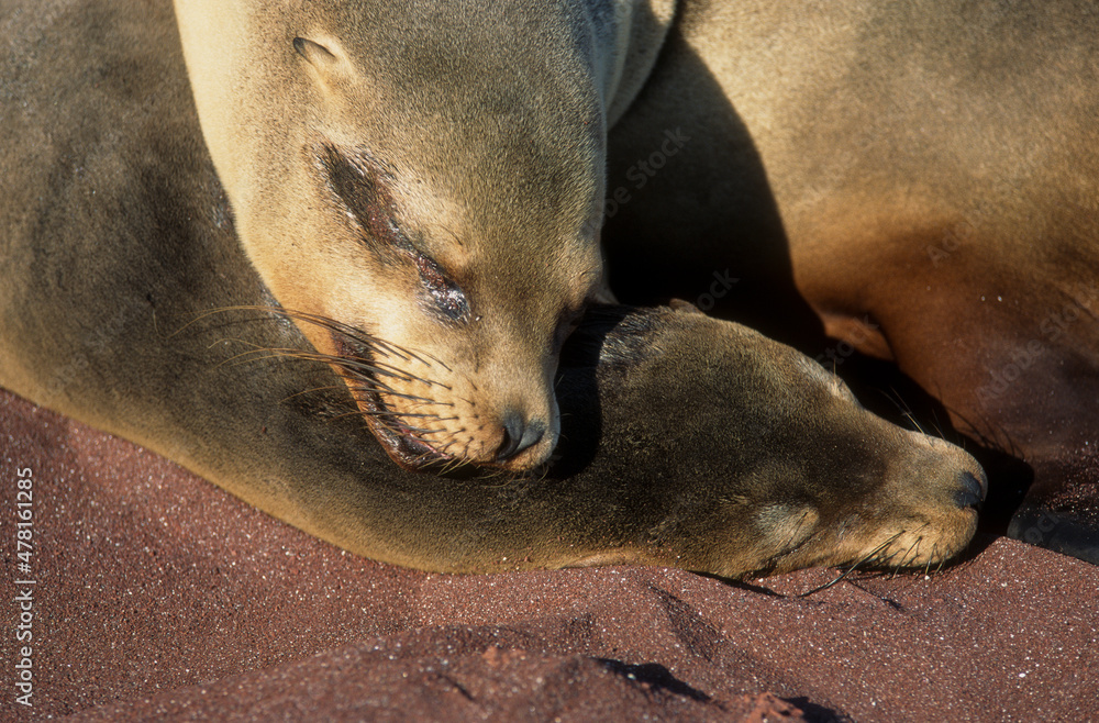 Otarie Des Gal pagos Femelle Et Jeune Zalophus Wollebaeki Iles 
