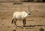 Oryx d'Arabie, Oryx leucoryx