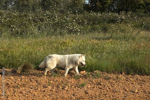 Loup, Canis lupus, Espagne