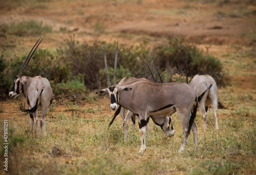 Oryx be  sa  Oryx beisa  Parc national de Samburu  Kenya