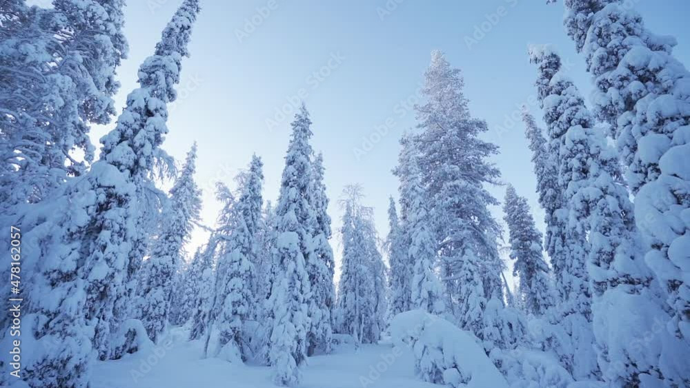 Slowly panning camera movement on a sunny day in the middle of forest with trees covered with snow filmed in Lapland Finland Slowly panning camera movement on a sunny day in the middle of forest with trees covered with snow filmed in Lapland Finland