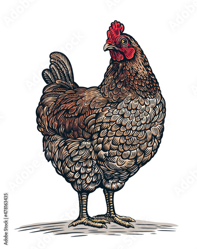 Chicken drawn in a graphic (engraved) style.