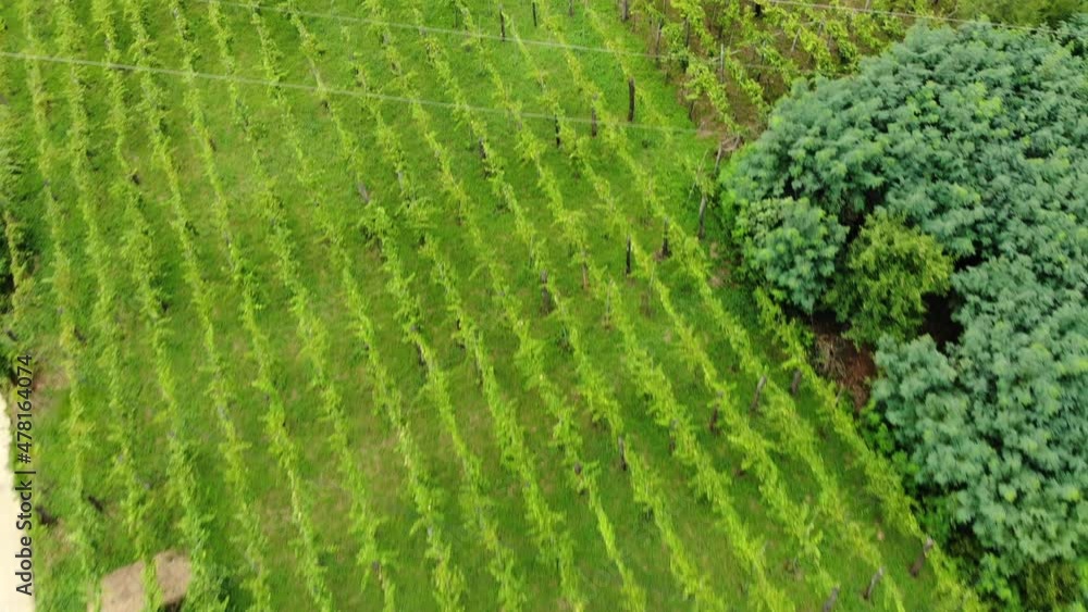 Drone flight from above rows of vineyards in Georgia. Movement in the Georgian vineyard plantations. Rows of Georgia vineyards. Vine of grapes on the plantation. Drone flight from above rows of vineyards in Georgia. Movement in the Georgian vineyard plantations. Rows of Georgia vineyards. Vine of grapes on the plantation.